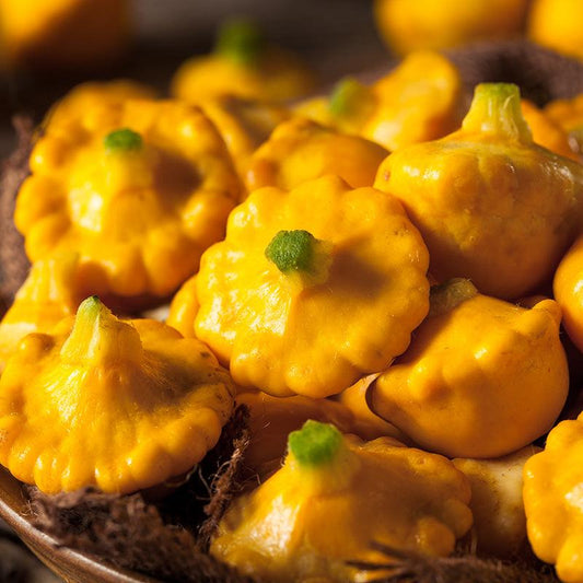 Organic Sunburst Squash Sweet Roots Farm