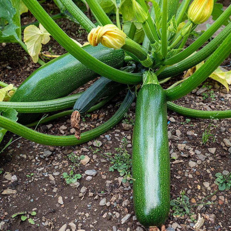 Organic Zucchini Sweet Roots Farm