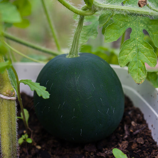 Sugar Baby Watermelon growing in a greenhouse