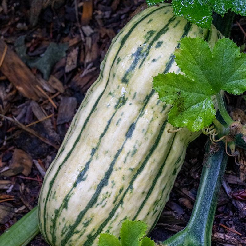 Delicata Winter Squash Growing on vine
