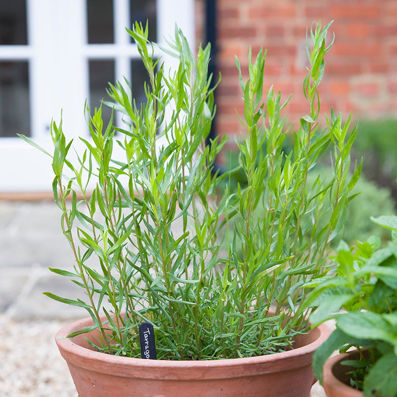 French Tarragon growing in a terra cotta pot