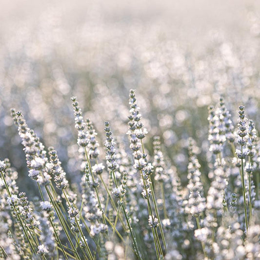 Organic Arctic Snow Lavender Fresh Starts Organic Farm
