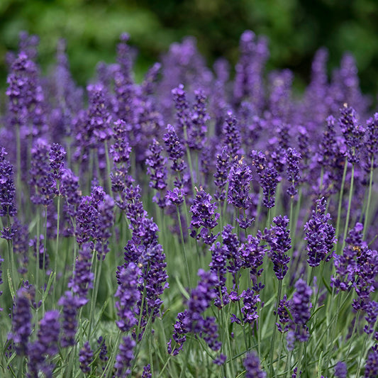 Blooming Hidcote Lavender in a field 