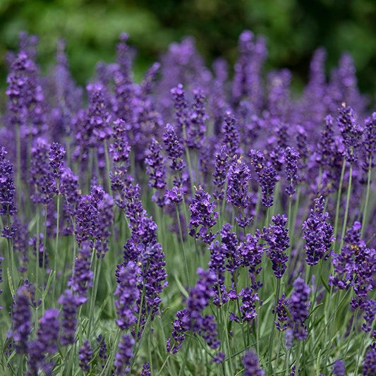 Organic Hidcote Lavender Fresh Starts Organic Farm