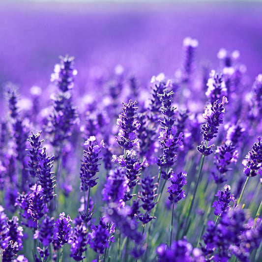 Lavender Blooms 