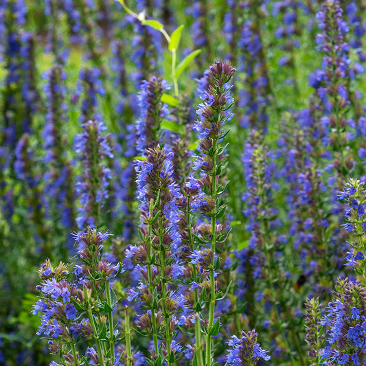 Blue Hyssop Blooming in a field 
