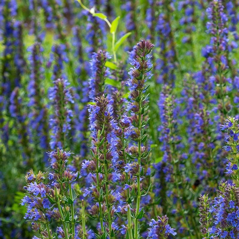 Organic Blue Hyssop Fresh Starts Organic Farm