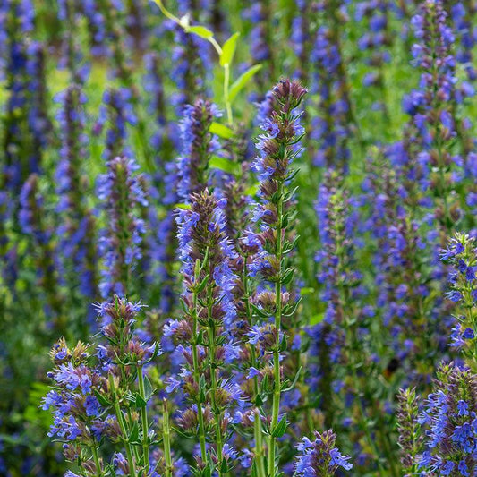 Organic Blue Hyssop Fresh Starts Organic Farm