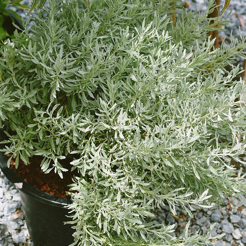 silver grey lavender plant Organic Goodwin Creek Lavender
