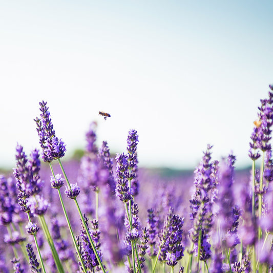 Provence Lavender Blooms against blue sky 