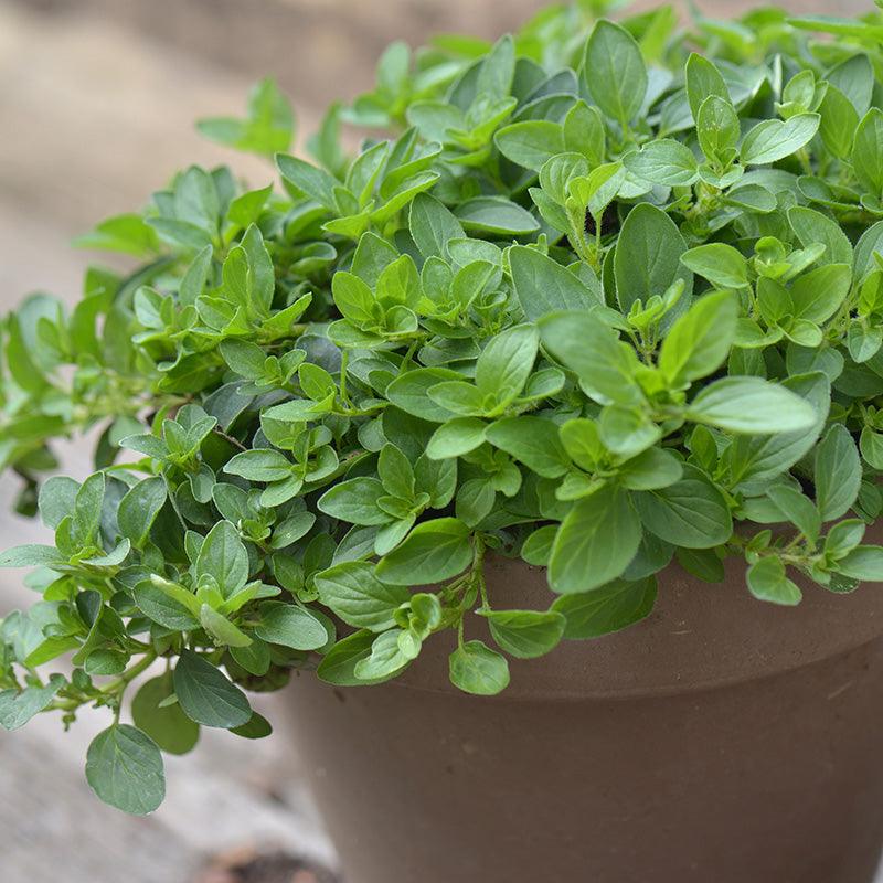 Organic Greek Oregano - Grow Organic