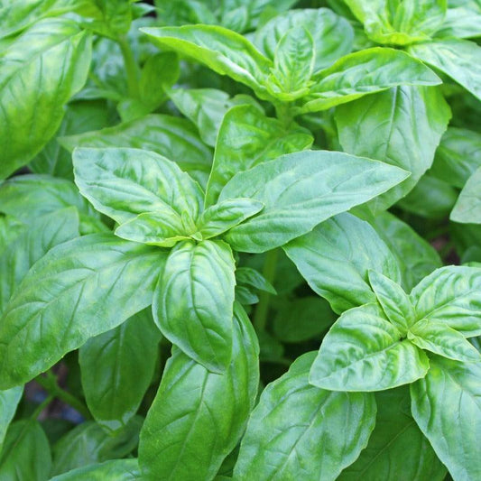 Organic Basil Fresh Starts Organic Farm