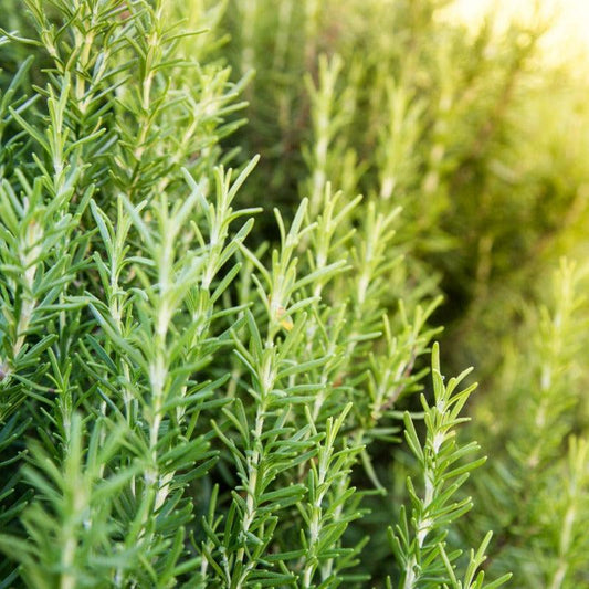 Organic Shady Acres Rosemary Fresh Starts Organic Farm