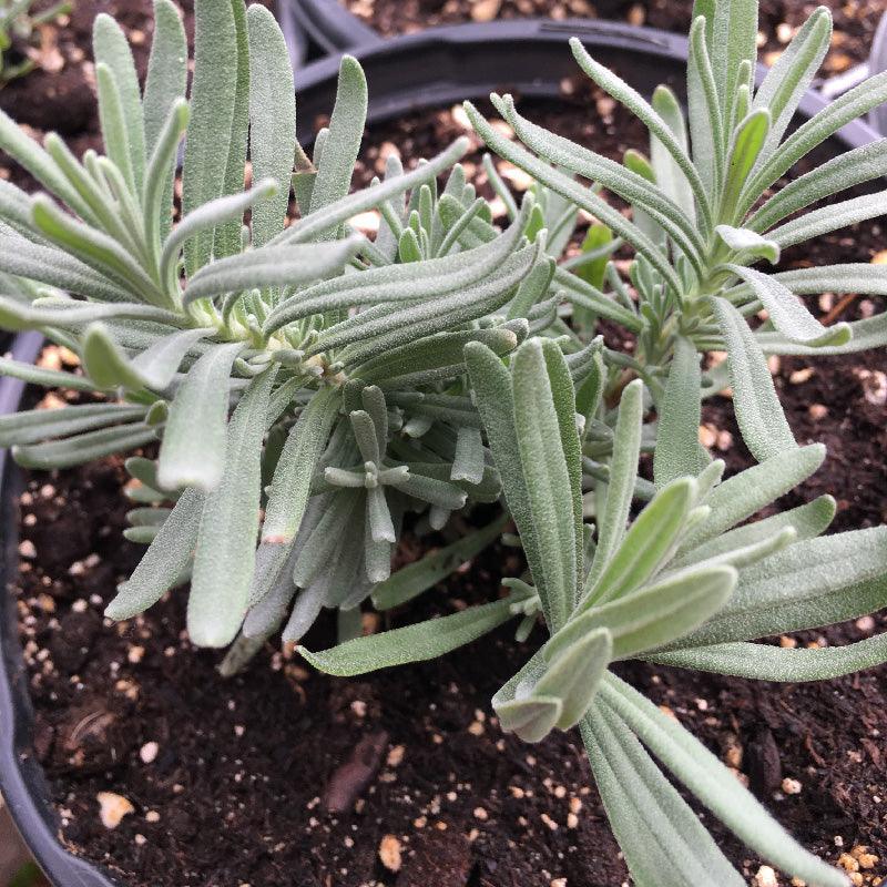 Fred Boutin Lavender (1 Gallon) Fresh Starts Organic Farm