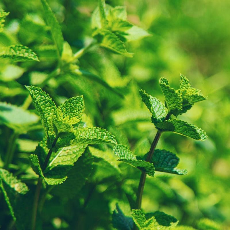 Cuban Mojito Spearmint (1 Gallon) Fresh Starts Organic Farm