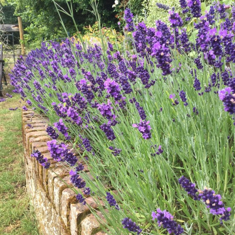 one gallon lavender plants Hidcote Lavender (1 Gallon)