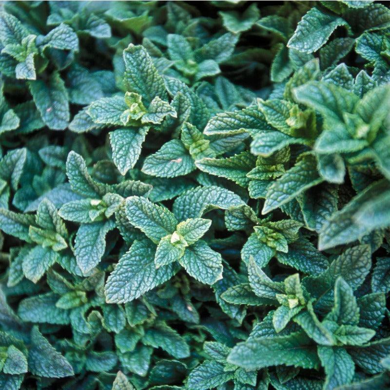 Organic Moroccan Mint (1 Gallon) Fresh Starts Organic Farm