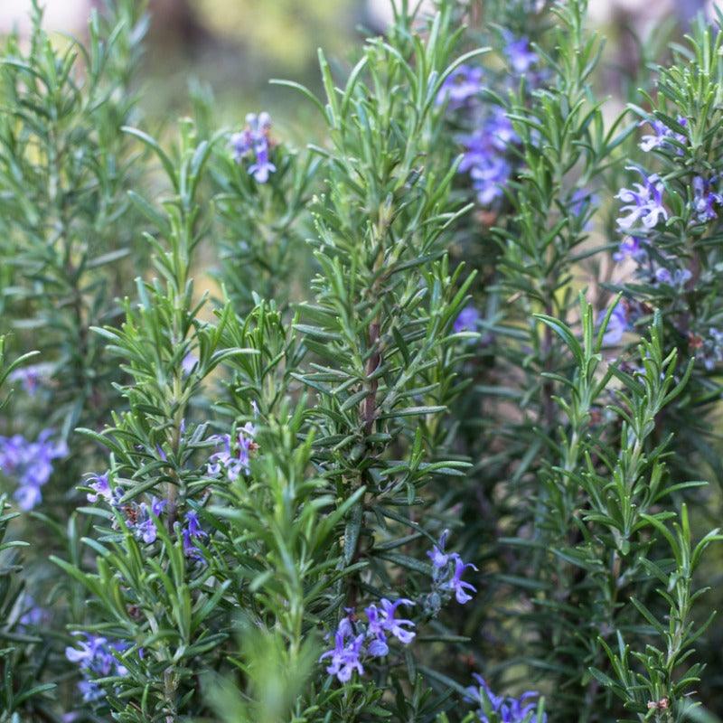 Organic Tuscan Blue Rosemary (1 Gallon) Fresh Starts Organic Farm
