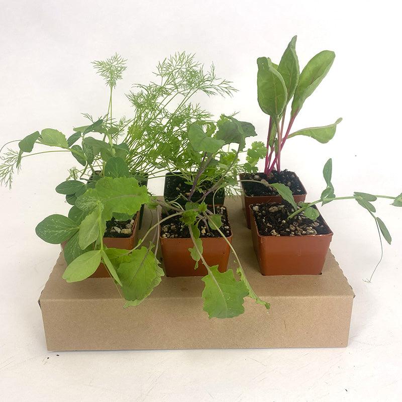 Organic Green Arrow Shelling Pea Grow Organic