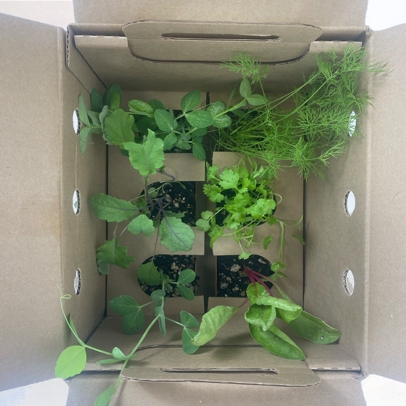Organic Sugar Ann Snap Pea