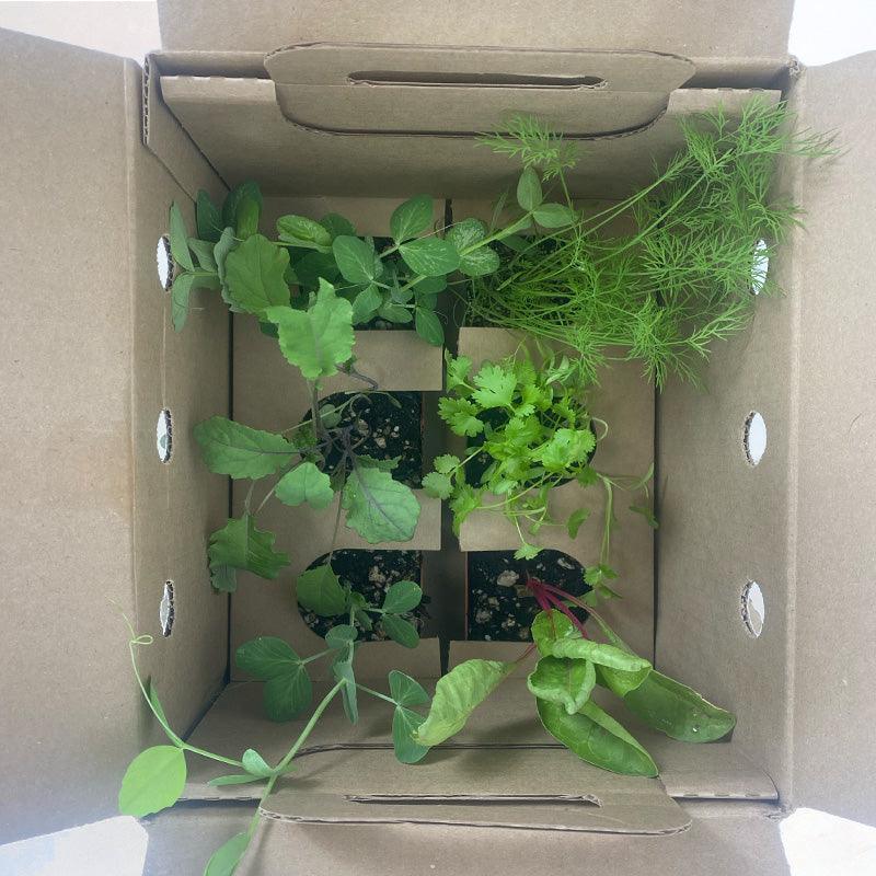 Organic Flamenco Cauliflower Grow Organic