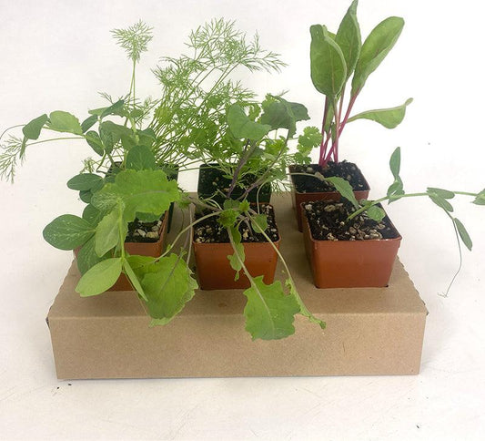 Organic Vegetable and Herb Start Collection Grow Organic