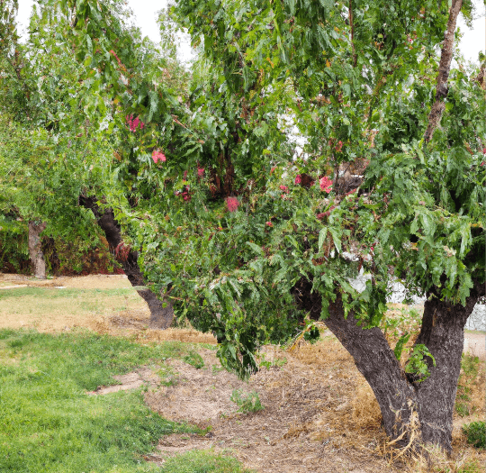 Panamint Nectarine Tree (Potted) Grow Organic
