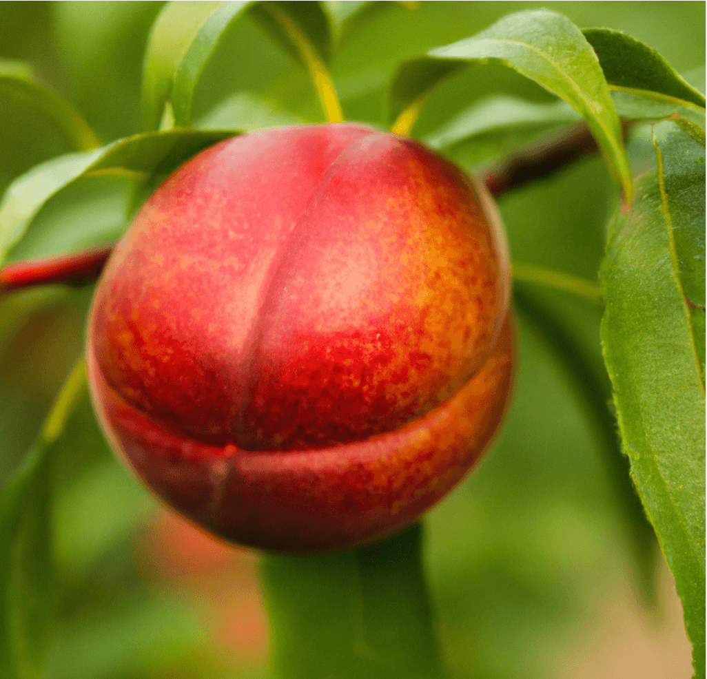 Panamint Nectarine Tree (Potted) Grow Organic