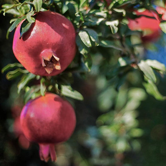 Parfianka Pomegranate Tree Grow Organic