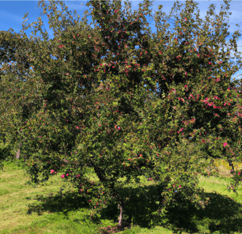 Pink Lady Apple Tree Potted (5 Gallon) Grow Organic