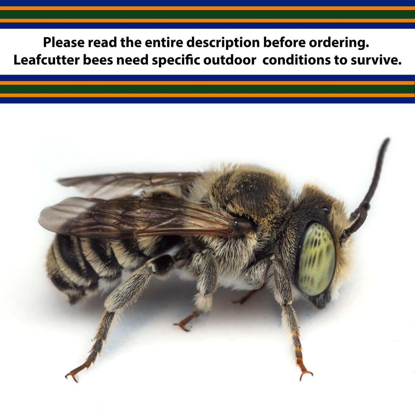 Summer Leafcutter Bees - 200 ct CrownBees