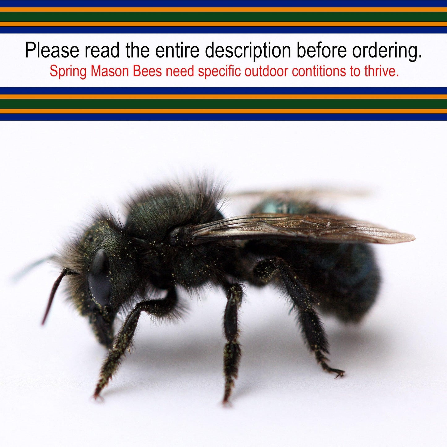 Orchard Mason Bees (20 ct) CrownBees
