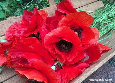 Shirley Legion of Honor Poppy Renee's Garden
