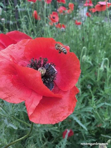 Shirley Legion of Honor Poppy Renee's Garden