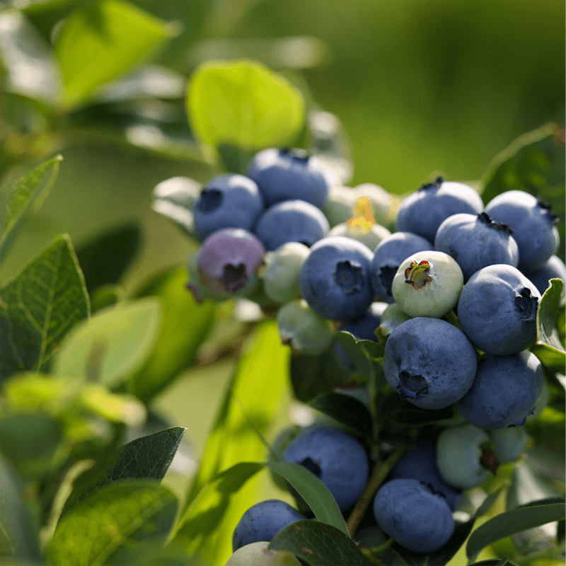 Jelly Bean Potted Blueberry (Lowbush) for sale Grow Organic Jelly Bean Potted Blueberry (Lowbush) for sale Grow Organic