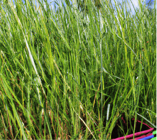 Peaceful Valley Premium Hay Mix (lb) PV Drop Ship