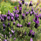 Organic Provence Lavender (1 Gallon)