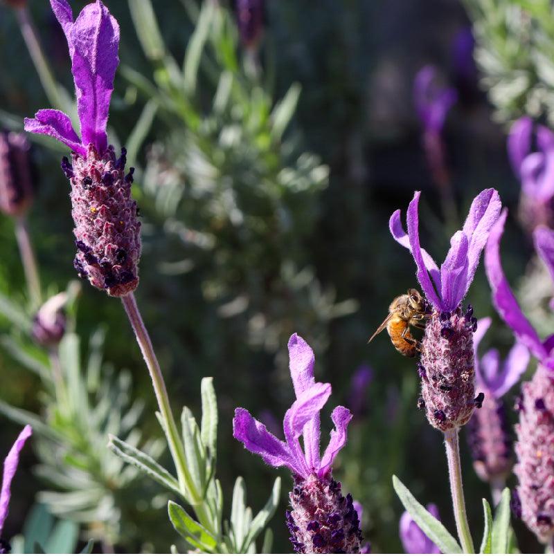 Organic Provence Lavender (1 Gallon) Grow Organic
