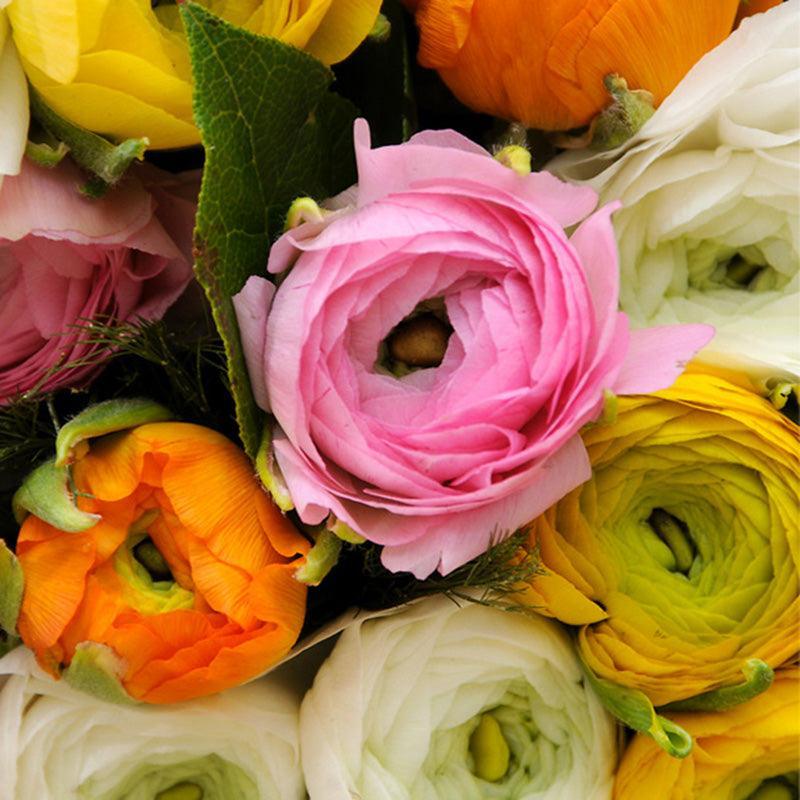(Persian Buttercups) Ranunculus Aviv Mixture (10/pk) Grow Organic