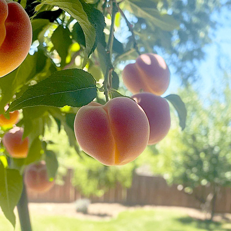 Red Baron Peach Tree Grow Organic