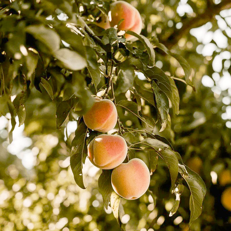 Red Baron Peach Tree Grow Organic