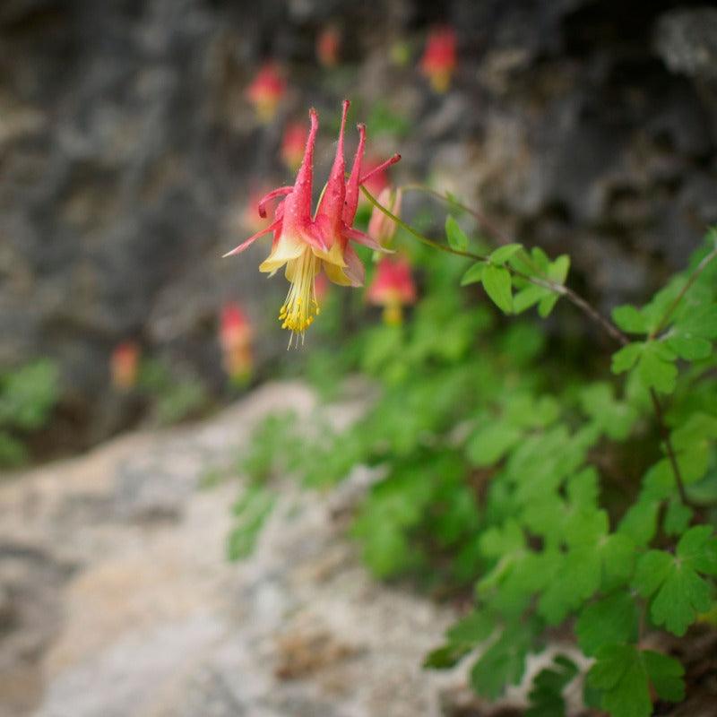 Red Columbine (1 gallon)