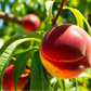 Red Gold Nectarine Tree (Potted)
