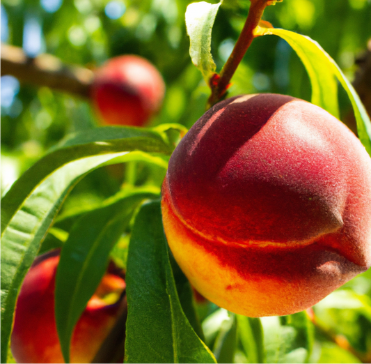 Red Gold Nectarine Tree (Potted)
