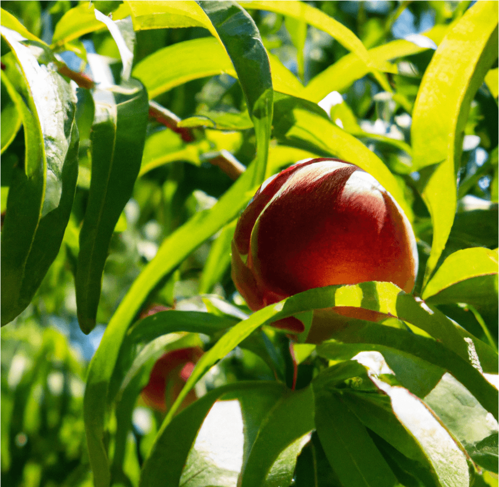 Red Gold Nectarine Tree (Potted) Grow Organic