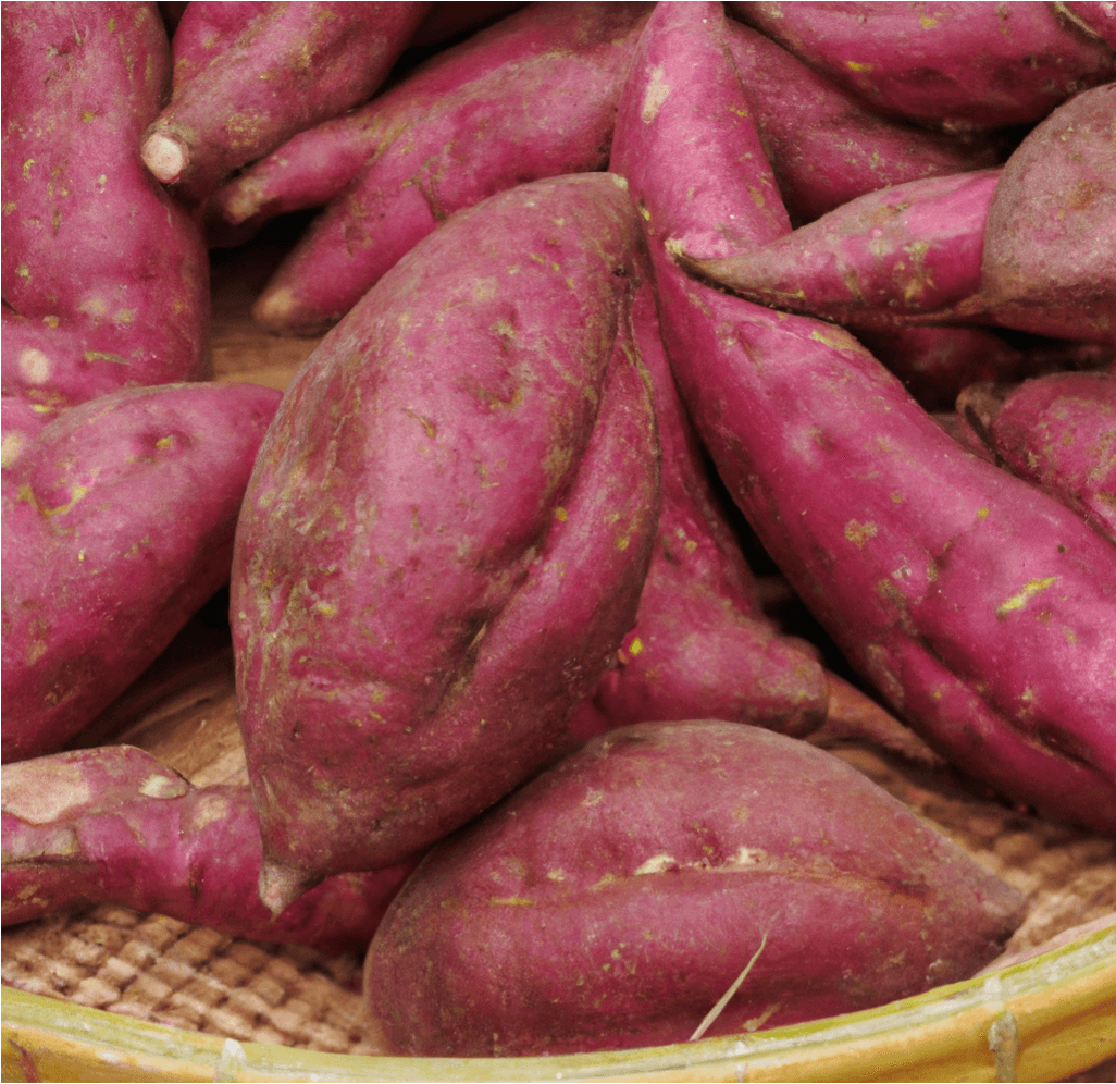 Red Japanese Sweet Potato Slips PV Drop Ship