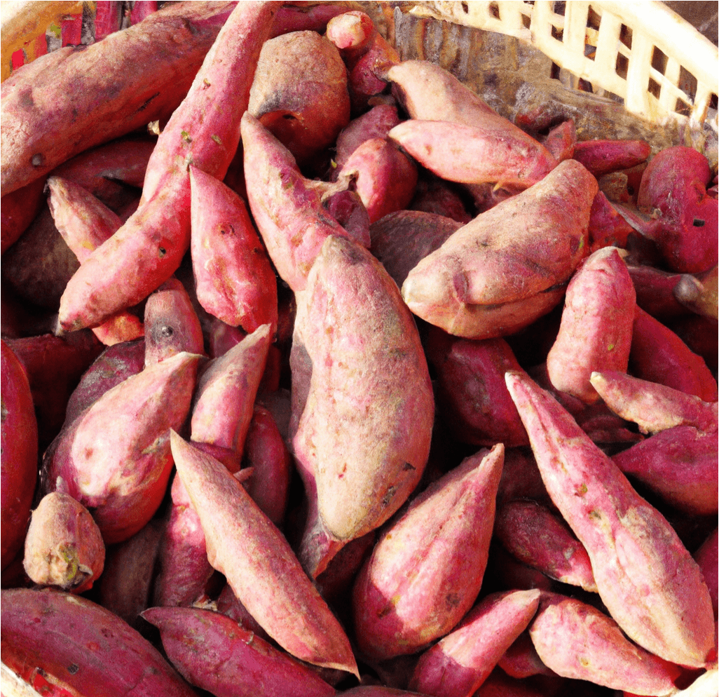 Red Japanese Sweet Potato Slips PV Drop Ship