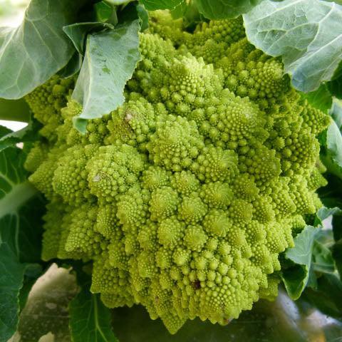 Romanesco Broccoli (Organic) - Grow Organic