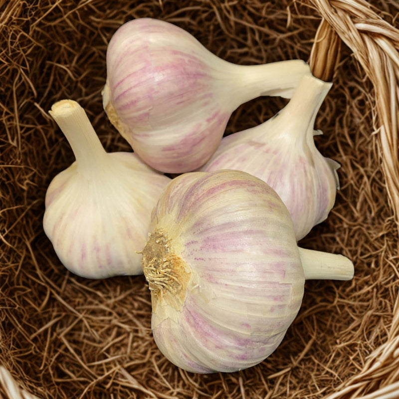 Organic Romanian Red Garlic Grow Organic