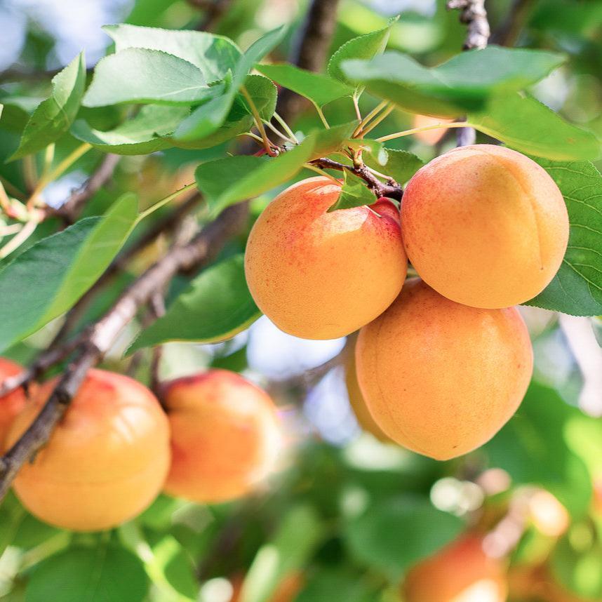 Royal Blenheim Apricot Tree Semi-Dwarf BareRoot Grow Organic